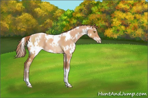 Horse Color:White Spotted Bay Pearl 