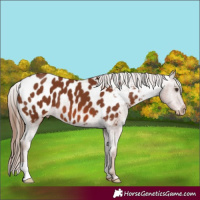 Horse Color:Chestnut Blanket