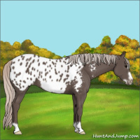Horse Color:Silver Black Frame Blanket 