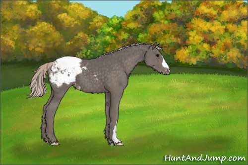 Horse Color:Silver Black Appaloosa 