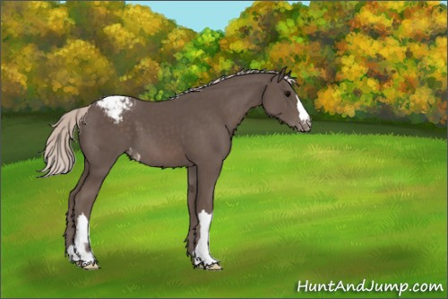 Horse Color:Silver Black Appaloosa 