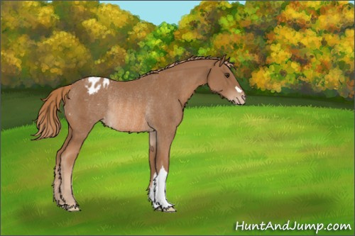 Horse Color:Chestnut Appaloosa Rabicano 