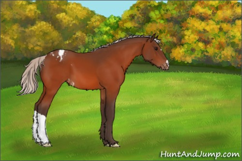 Horse Color:Silver Bay Appaloosa 