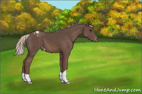 Horse Color:Silver Black Appaloosa 