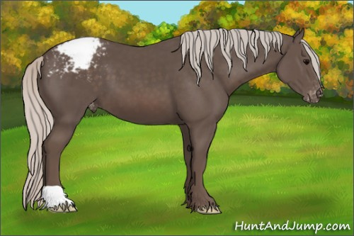Horse Color:Silver Black Appaloosa 