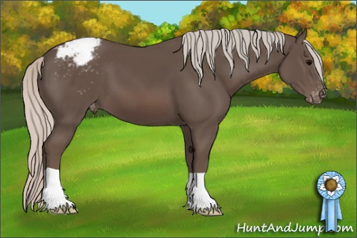 Horse Color:Silver Black Appaloosa 
