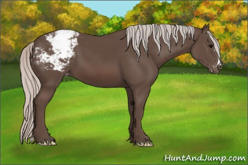 Horse Color:Silver Black Appaloosa 