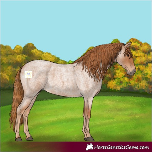 Horse Color:Red Roan 