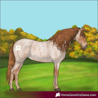 Horse Color:Red Roan