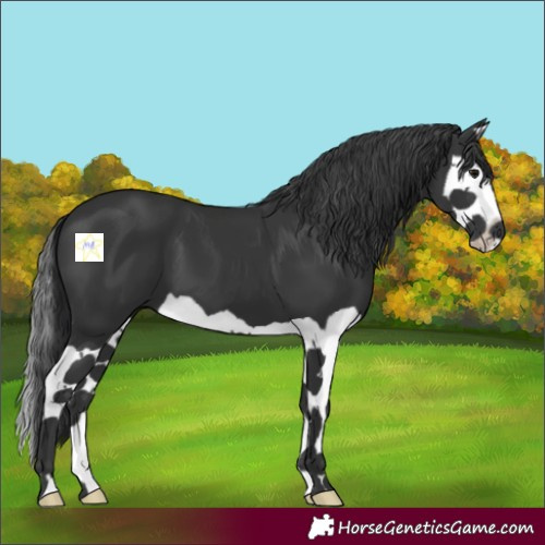 Horse Color:Black Splash 