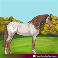 Horse Color:Red Roan Appaloosa 