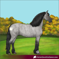Horse Color:Grullo Roan 