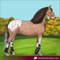 Horse Color:Bay Roan Splash Appaloosa 
