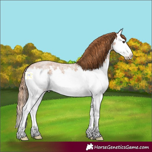 Horse Color:Red Roan Splash 