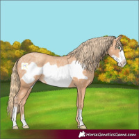 Horse Color:Gold Champagne Ice Frame