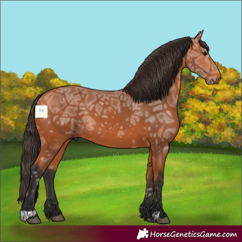 Horse Color:Bay Ice 