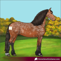 Horse Color:Bay Ice 