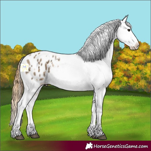 Horse Color:White Spotted Buckskin Ice Appaloosa 
