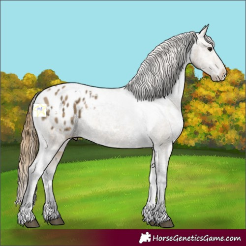 Horse Color:White Spotted Buckskin Ice Appaloosa 