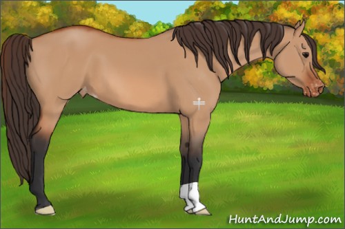 Horse Color:Bay Dun Appaloosa 