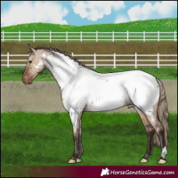 Horse Color:Liver Red Dun Appaloosa 
