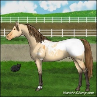 Horse Color:Buckskin Dun Snowcap 