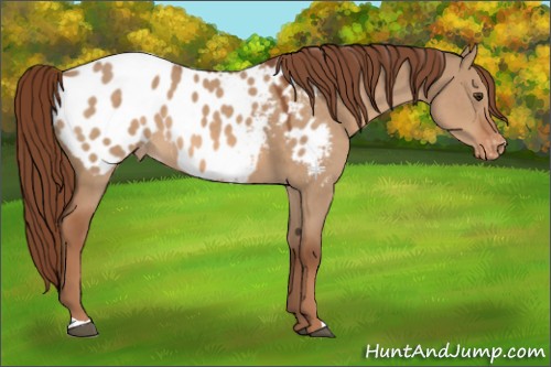 Horse Color:Red Dun Appaloosa 