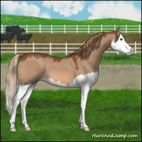 Horse Color:Red Dun Splash 