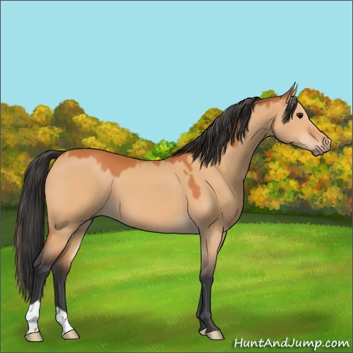 Horse Color:Bay Dun 