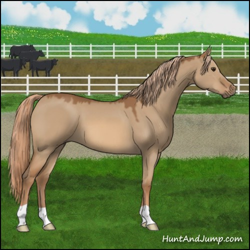 Horse Color:Red Dun 