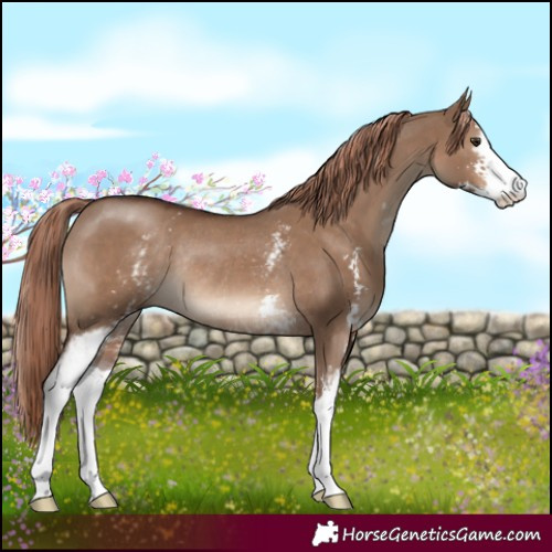 Horse Color:White Spotted Liver Red Dun Sabino Rabicano