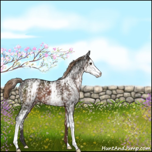 Horse Color:White Spotted Liver Chestnut 
