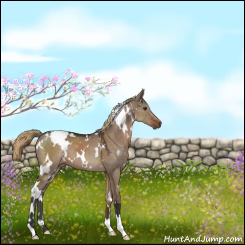 Horse Color:White Spotted Liver Red Dun 