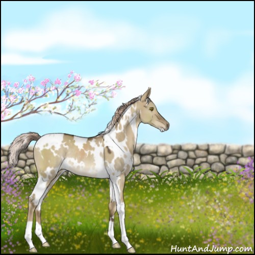 Horse Color:White Spotted Chocolate Palomino Dun Rabicano 