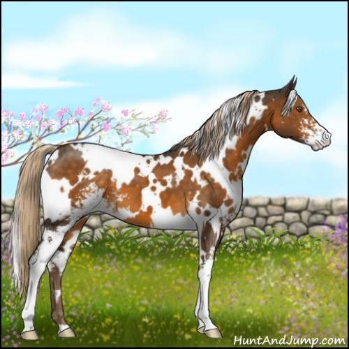 Horse Color:White Spotted Chocolate Palomino Sabino