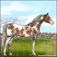 Horse Color:White Spotted Chocolate Palomino Sabino 