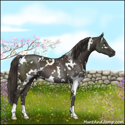Horse Color:White Spotted Liver Chestnut 