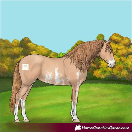 Horse Color:Gold Champagne Sabino 