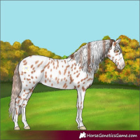Horse Color:Gold Champagne Appaloosa