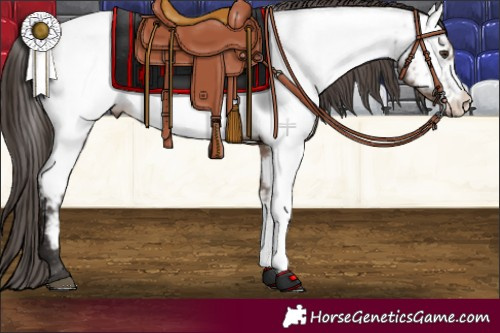 Horse Color:Liver Red Dun Sabino Appaloosa 
