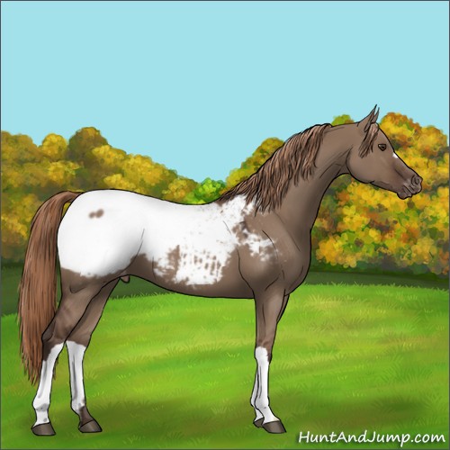 Horse Color:Liver Red Dun Appaloosa 