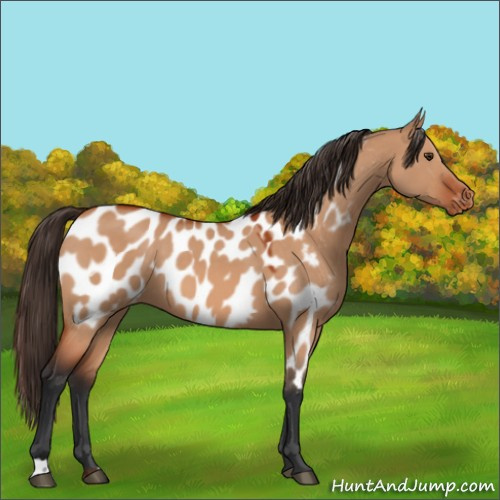 Horse Color:Bay Dun Near Leopard 