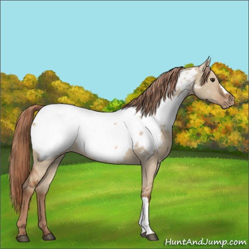 Horse Color:Red Dun Appaloosa 