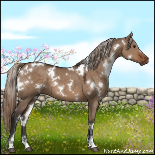 Horse Color:White Spotted Liver Red Dun Sabino 