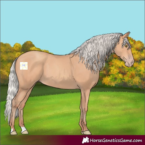 Horse Color:Silver Amber Champagne 