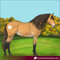 Horse Color:Buckskin 