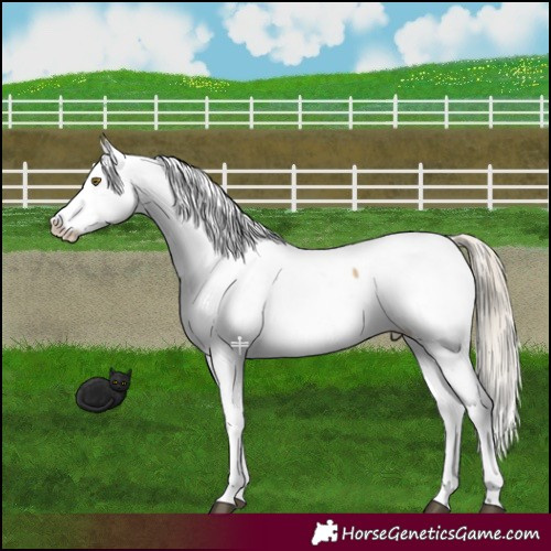 Horse Color:Chocolate Palomino Dun Mushroom Snowcap 