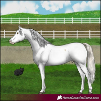 Horse Color:Chocolate Palomino Dun Mushroom Snowcap 