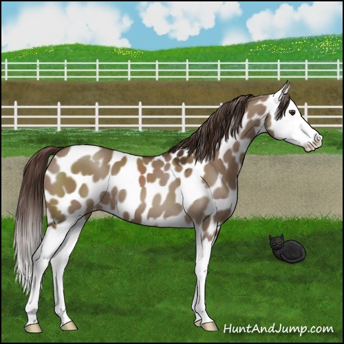 Horse Color:Liver Red Dun Splash Leopard 