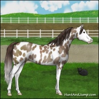 Horse Color:Liver Red Dun Splash Leopard 